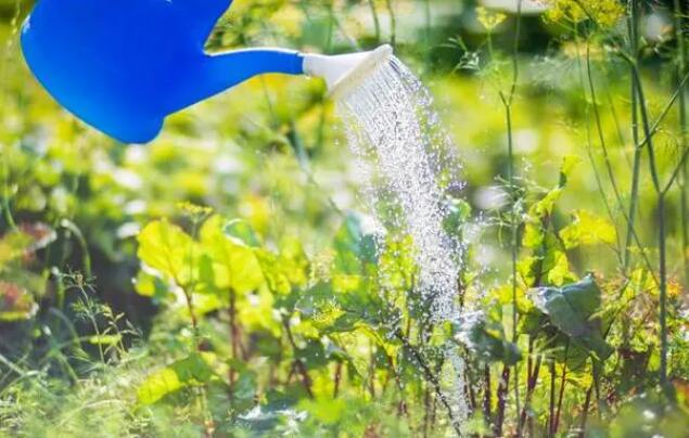 《支付宝》蚂蚁庄园-夏天给植物浇水最好是什么时候？