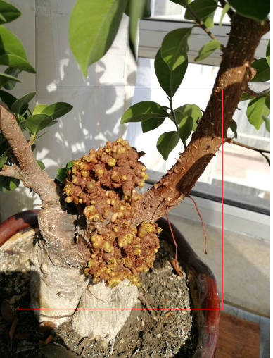 《支付宝》8.20蚂蚁庄园-植物也会长肿瘤吗？