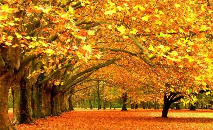 《支付宝》蚂蚁庄园10月10日：以下哪个成语描写的秋天的景物？
