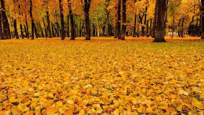 《支付宝》蚂蚁庄园10月18日：很多树木到了秋季会落叶,这和叶子的哪种特点有关？