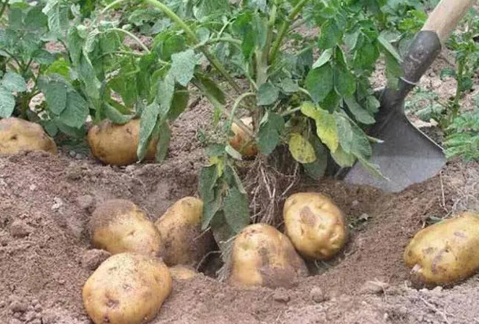 《支付宝》蚂蚁庄园10月20日：人们常吃的土豆是植物的哪部分？