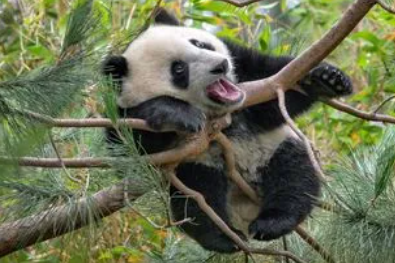 《支付宝》蚂蚁庄园11月21日：大熊猫喜欢爬树,猜猜与以下哪种生存需求有关？
